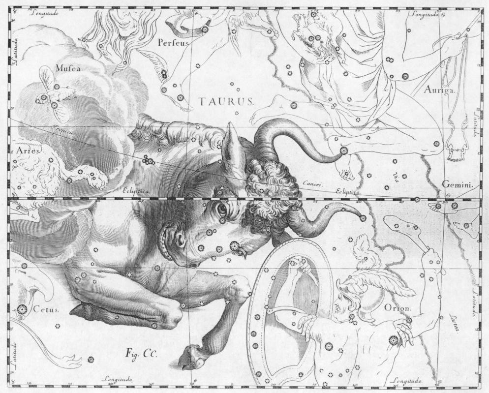 Black and white etching representing Taurus the Bull